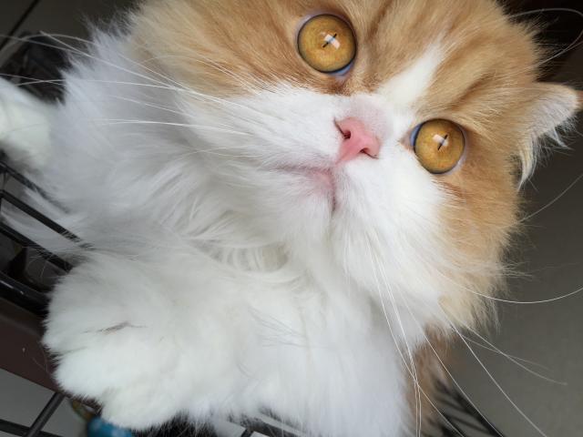 ミヌエット（旧ナポレオン）