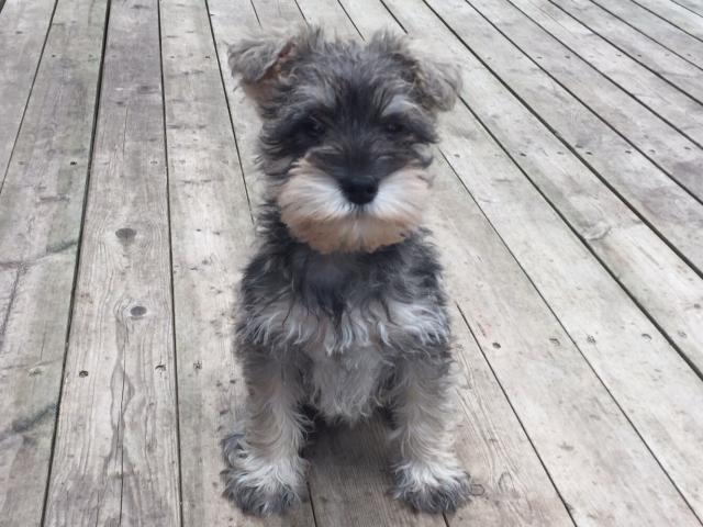 ミニチュアシュナウザー