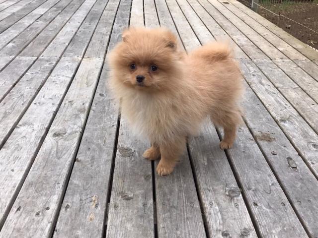 ポメラニアン