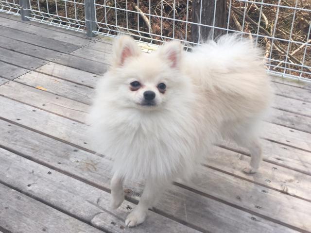 ポメラニアン