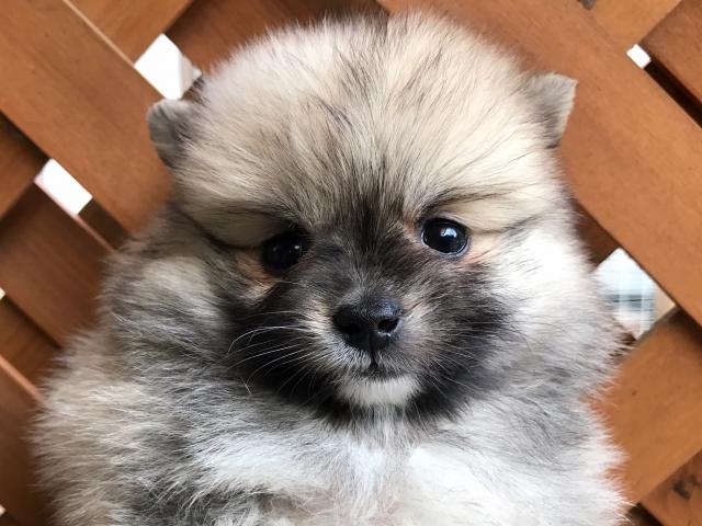 ポメラニアン