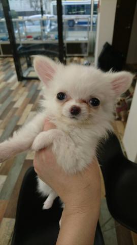 チワワ(ロングコート)