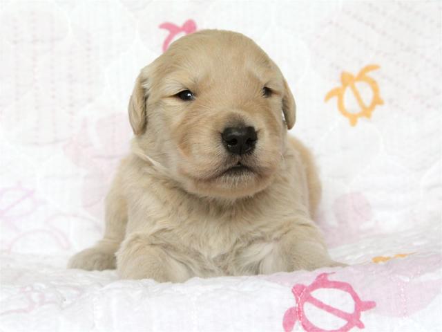 ゴールデンレトリーバー