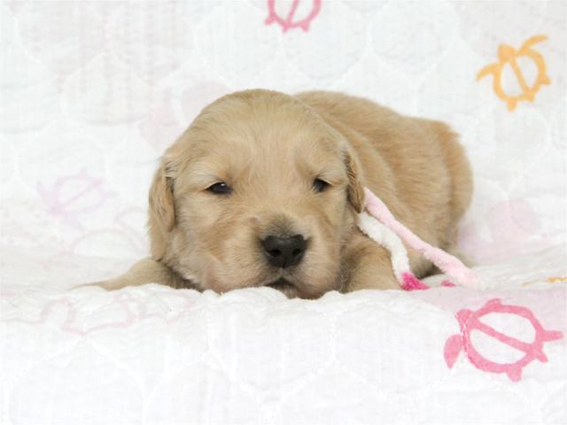 ゴールデンレトリーバー