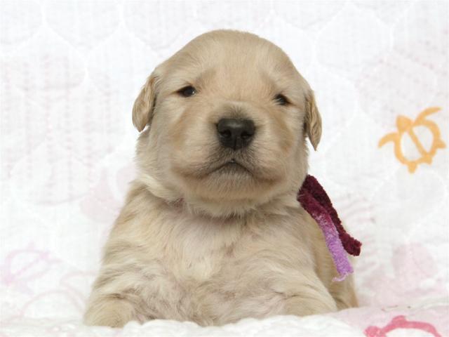 ゴールデンレトリーバー