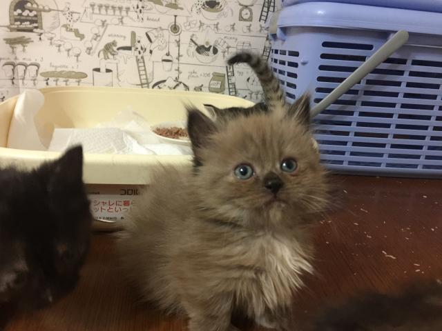 ラムキン