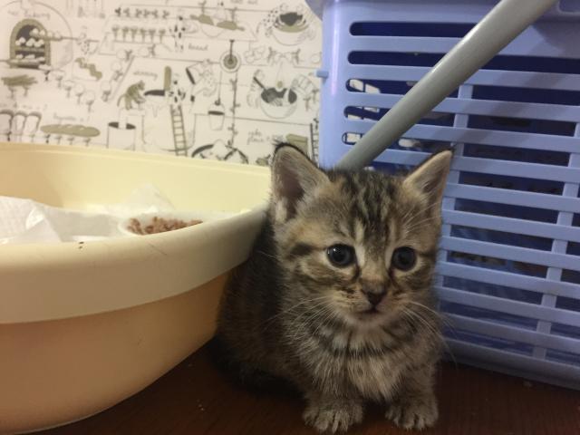 ラムキン