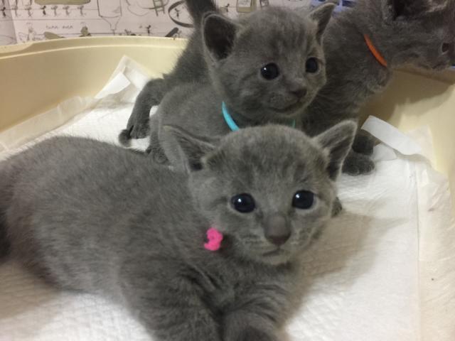 ロシアンブルー