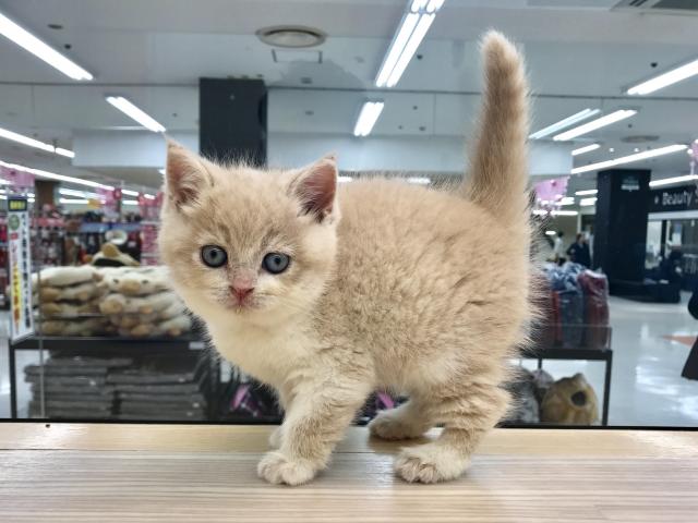 スコティッシュフォールド