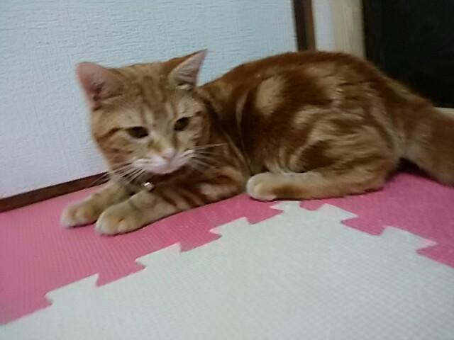 アメリカンショートヘアー