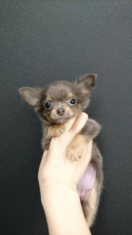 チワワ（ロングコート）