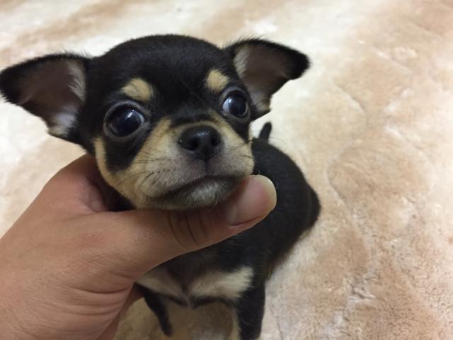 チワワ（スムースコート）