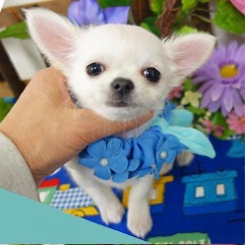 チワワ(ロングコート)