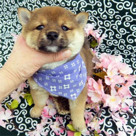 柴犬