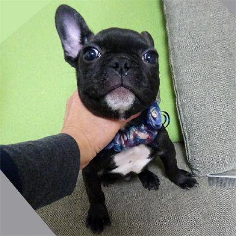 フレンチブルドッグ