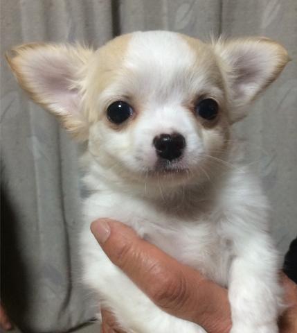 チワワ ロングコート Laule A犬舎 ラウレア犬舎
