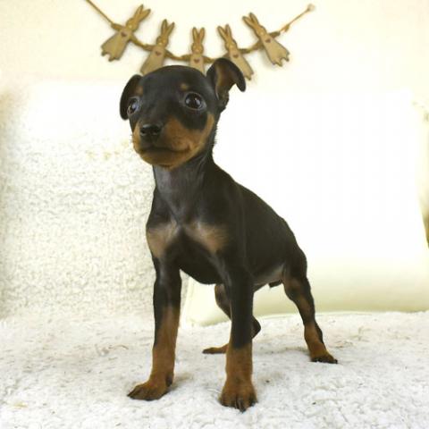 ミニチュアピンシャー