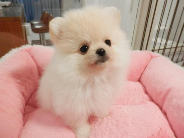 ポメラニアン
