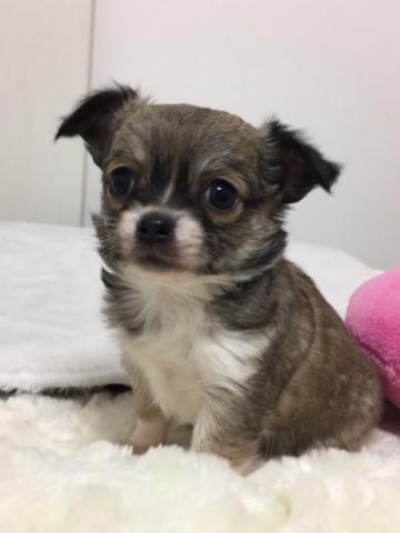 チワワ（ロングコート）