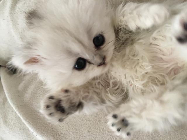 ペルシャ・ヒマラヤン