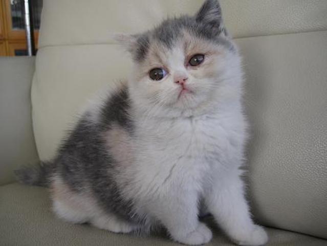 エキゾチックショートヘアー