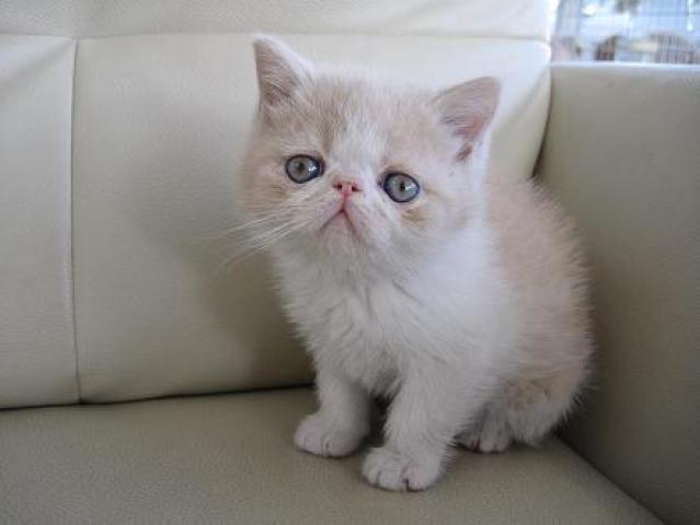 エキゾチックショートヘアー