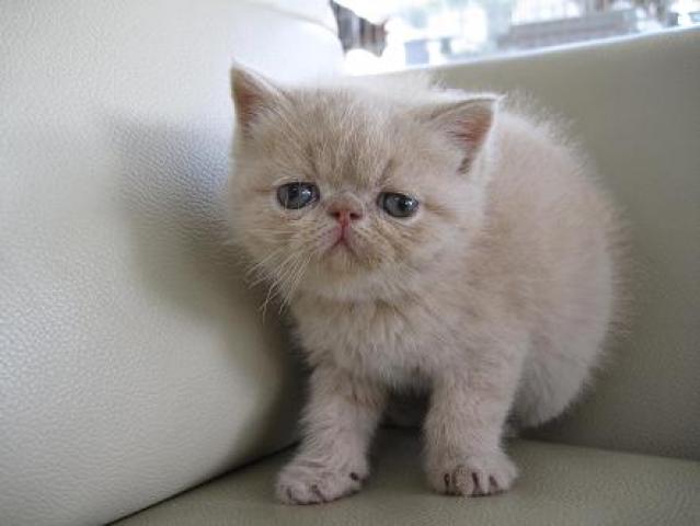 エキゾチックショートヘアー