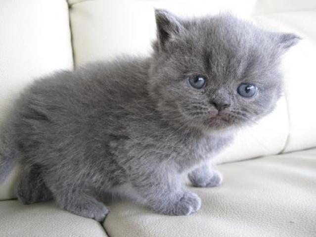 エキゾチックショートヘアー