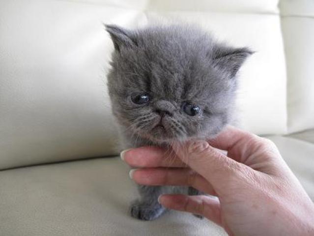 エキゾチックショートヘアー