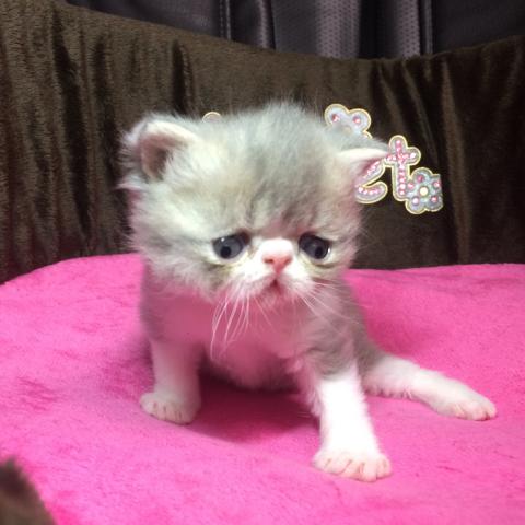 エキゾチックショートヘアー