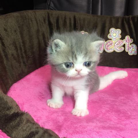 エキゾチックショートヘアー