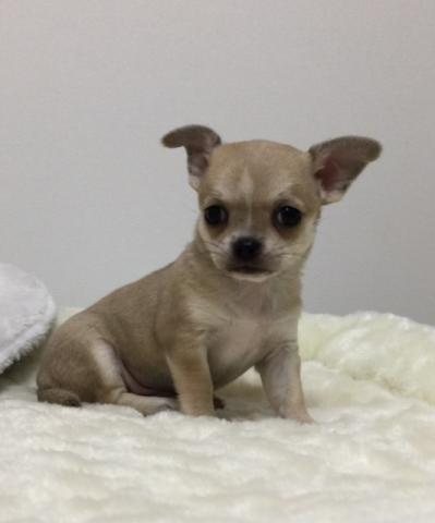 チワワ（スムースコート）