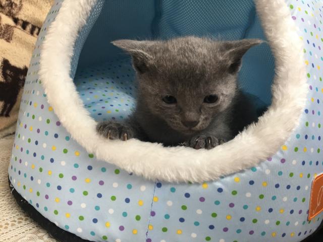 ロシアンブルー