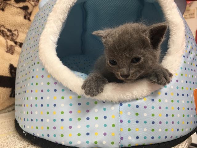 ロシアンブルー