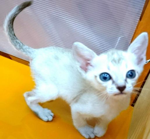 シンガプーラ