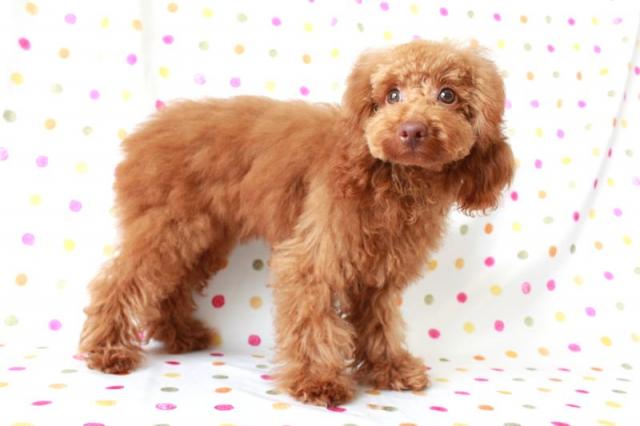 トイプードル