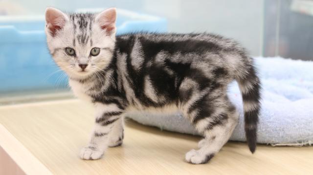 アメリカンショートヘアー