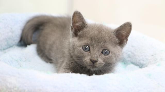 ロシアンブルー