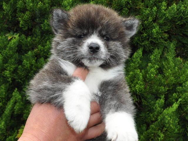 秋田犬