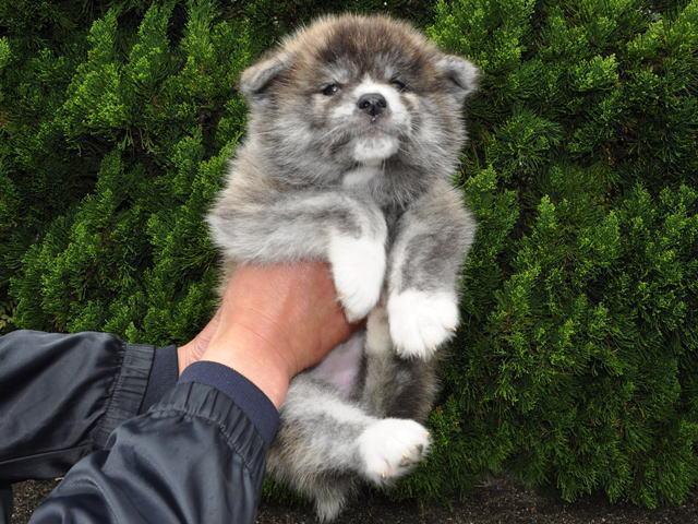 秋田犬