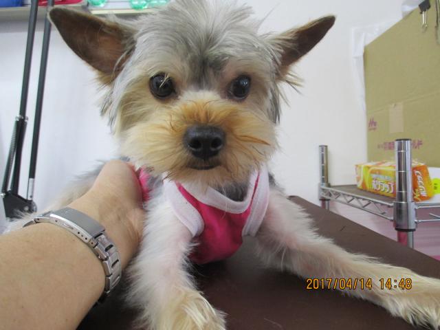 ヨークシャーテリア