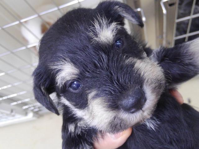 ミニチュアシュナウザー