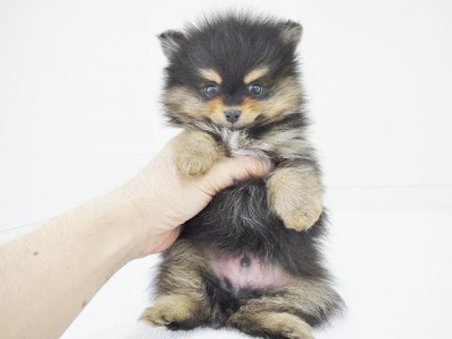 ポメラニアン