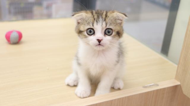 スコティッシュフォールド