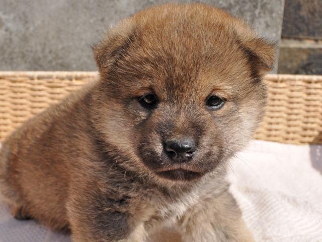 柴犬