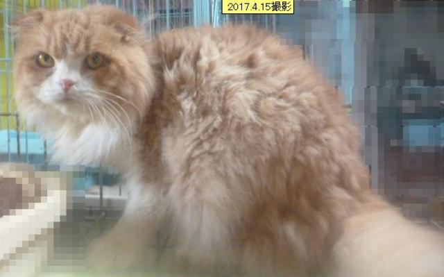 スコティッシュフォールド