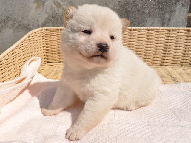 柴犬