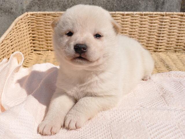 柴犬