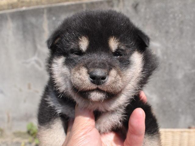 柴犬