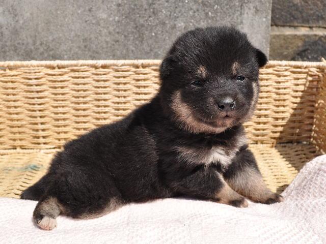 柴犬